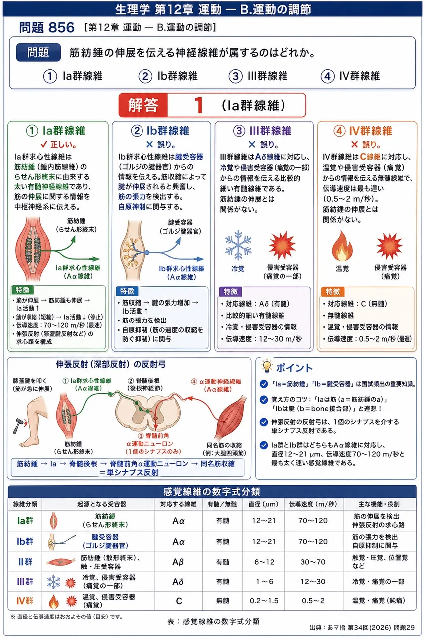 あマ指 第34回(2026) 問題29｜筋紡錘の伸展を伝える神経線維が属するのはどれか。 解説図