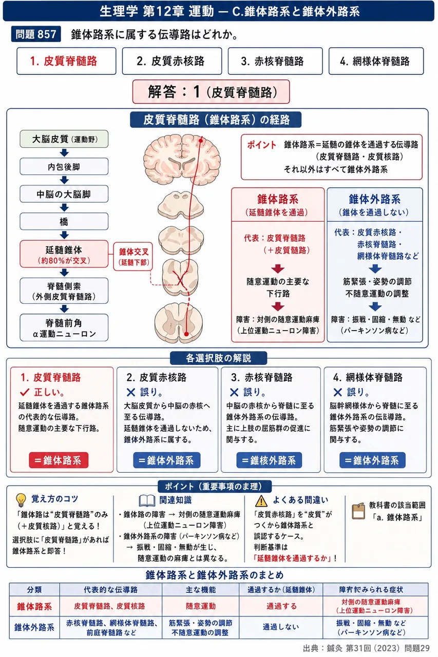 鍼灸 第31回(2023) 問題29｜錐体路系に属する伝導路はどれか。 解説図
