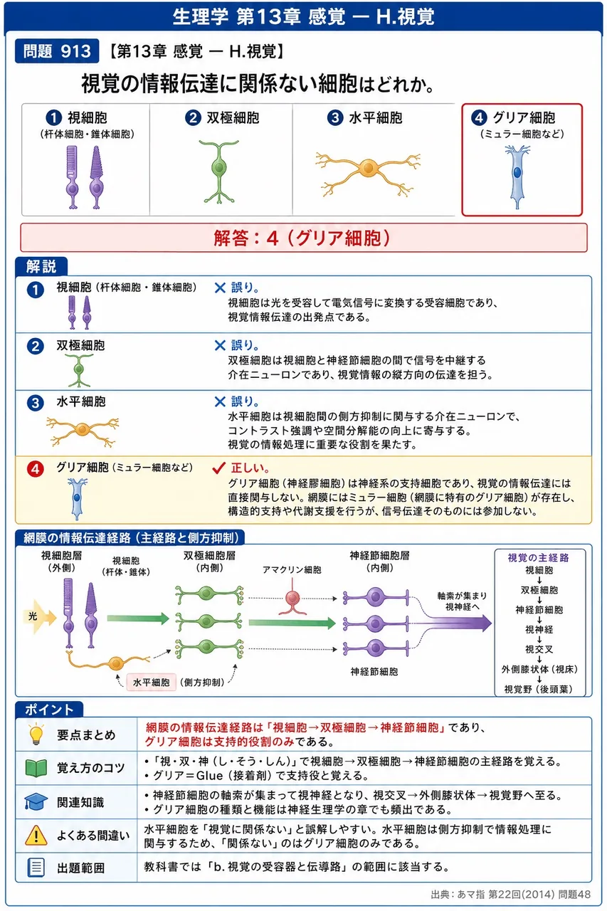 あマ指 第22回(2014) 問題48｜視覚の情報伝達に関係ない細胞はどれか。 解説図
