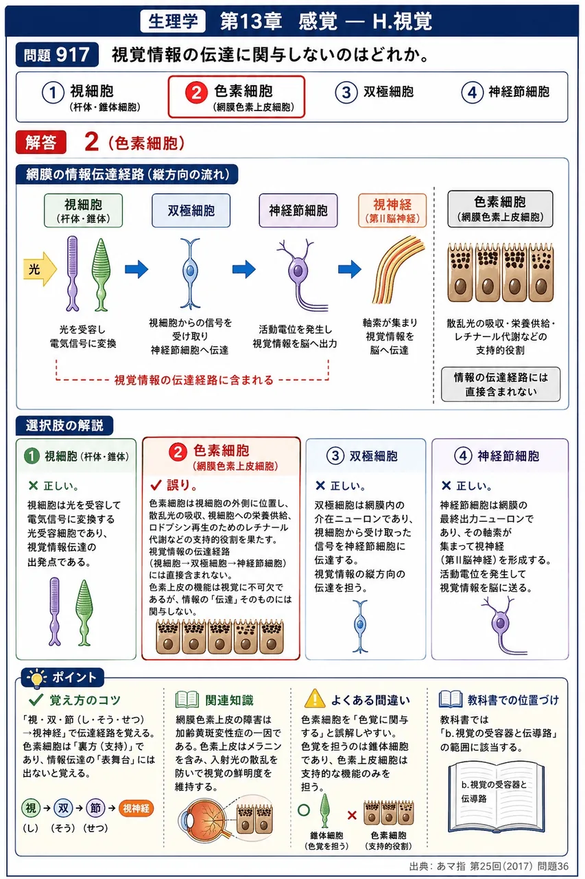 あマ指 第25回(2017) 問題36｜視覚情報の伝達に関与しないのはどれか。 解説図