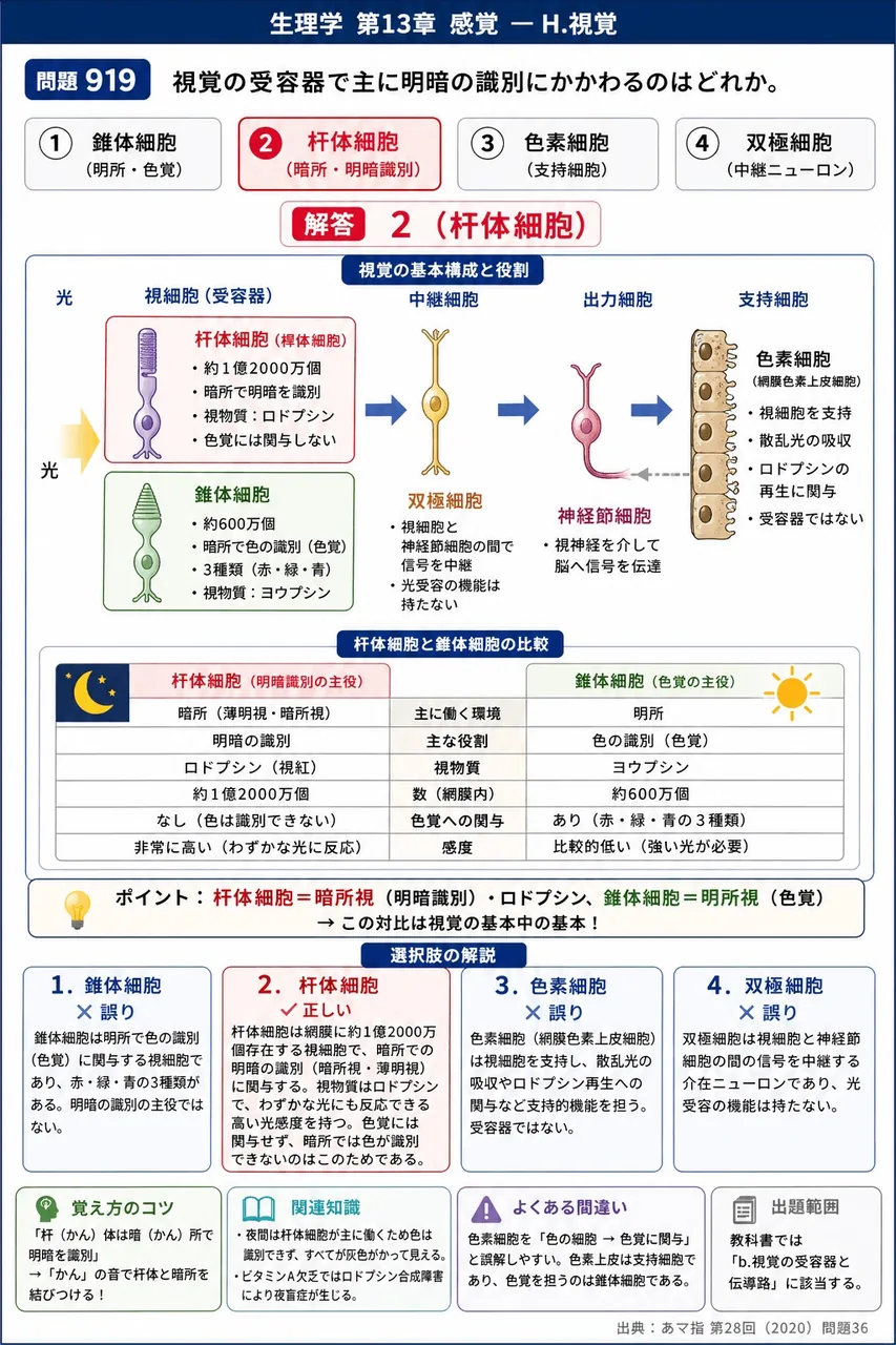 あマ指 第28回(2020) 問題36｜視覚の受容器で主に明暗の識別にかかわるのはどれか。 解説図