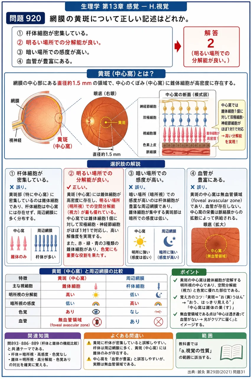 鍼灸 第29回(2021) 問題31｜網膜の黄斑について正しい記述はどれか。 解説図