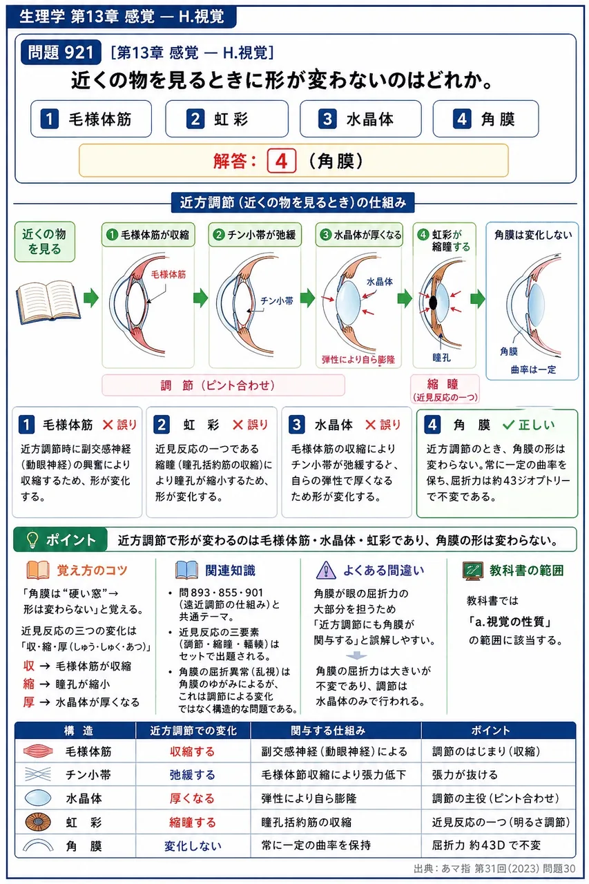 あマ指 第31回(2023) 問題30｜近くの物を見るときに形が変わらないのはどれか。 解説図