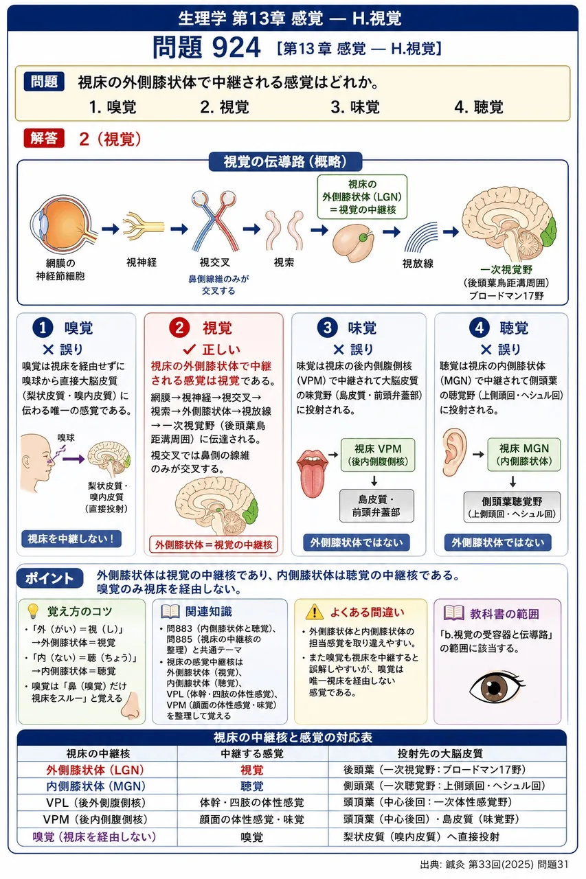 鍼灸 第33回(2025) 問題31｜視床の外側膝状体で中継される感覚はどれか。 解説図