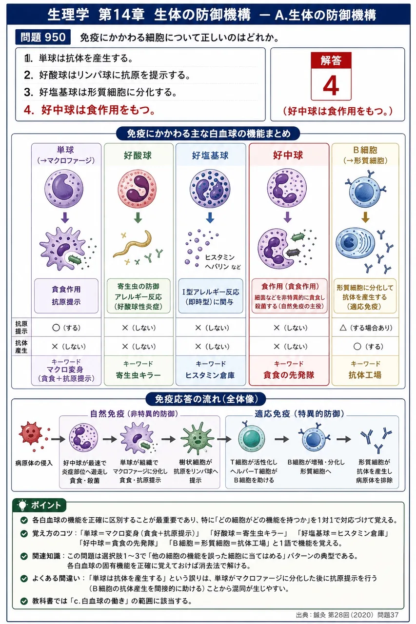 鍼灸 第28回(2020) 問題37｜免疫にかかわる細胞について正しいのはどれか。 解説図