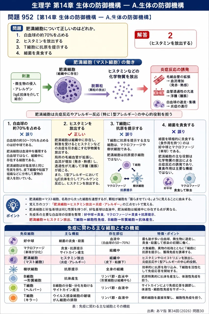 あマ指 第34回(2026) 問題30｜肥満細胞について正しいのはどれか。 解説図