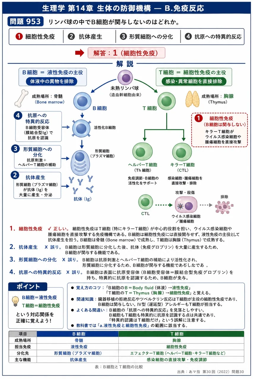 あマ指 第30回(2022) 問題30｜リンパ球の中でB細胞が関与しないのはどれか。 解説図