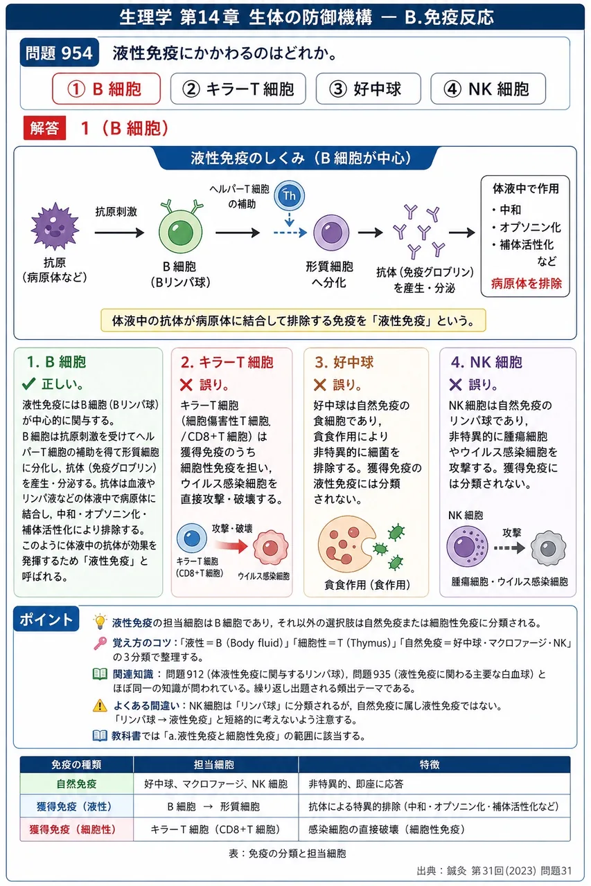 鍼灸 第31回(2023) 問題31｜液性免疫にかかわるのはどれか。 解説図