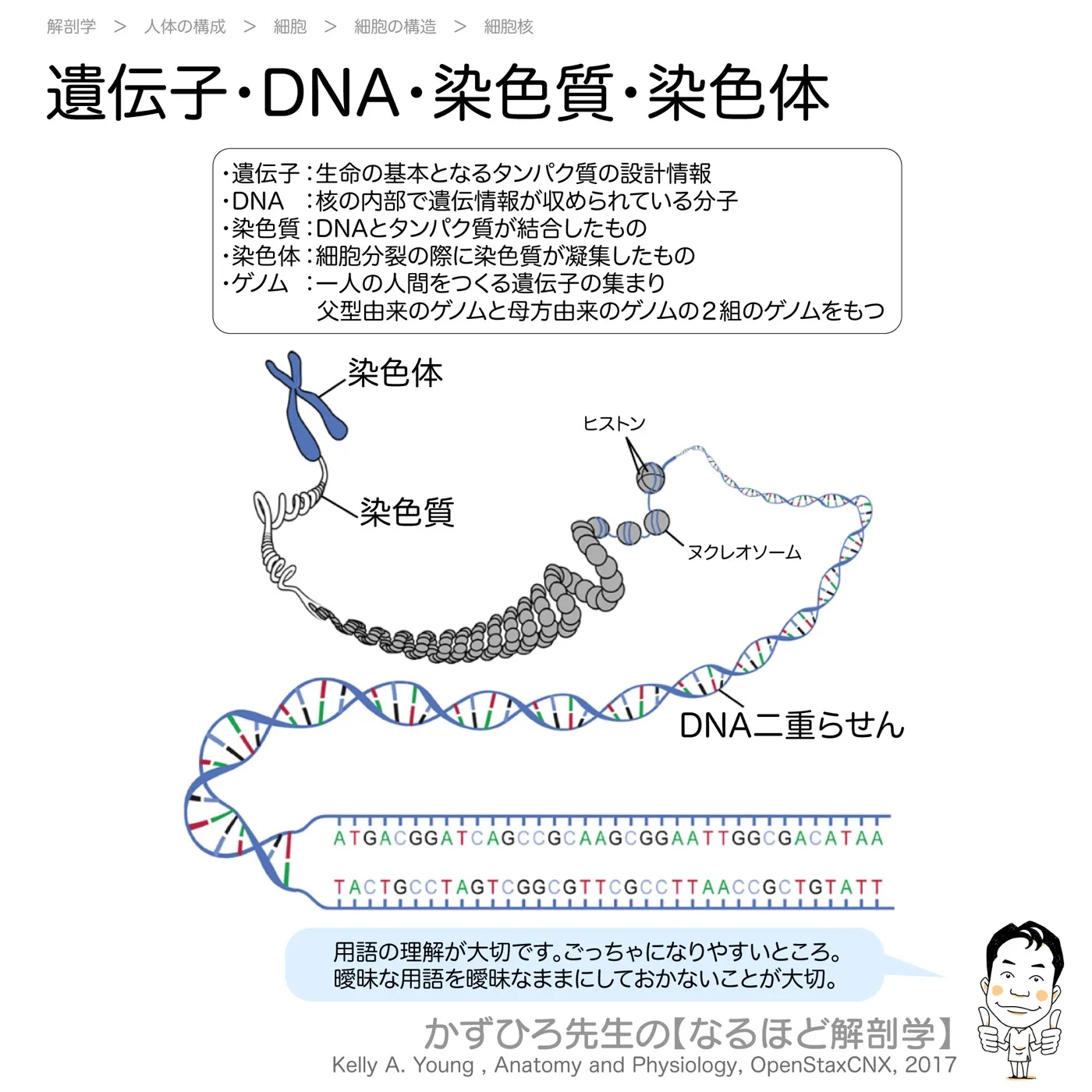 DNA・染色質・染色体