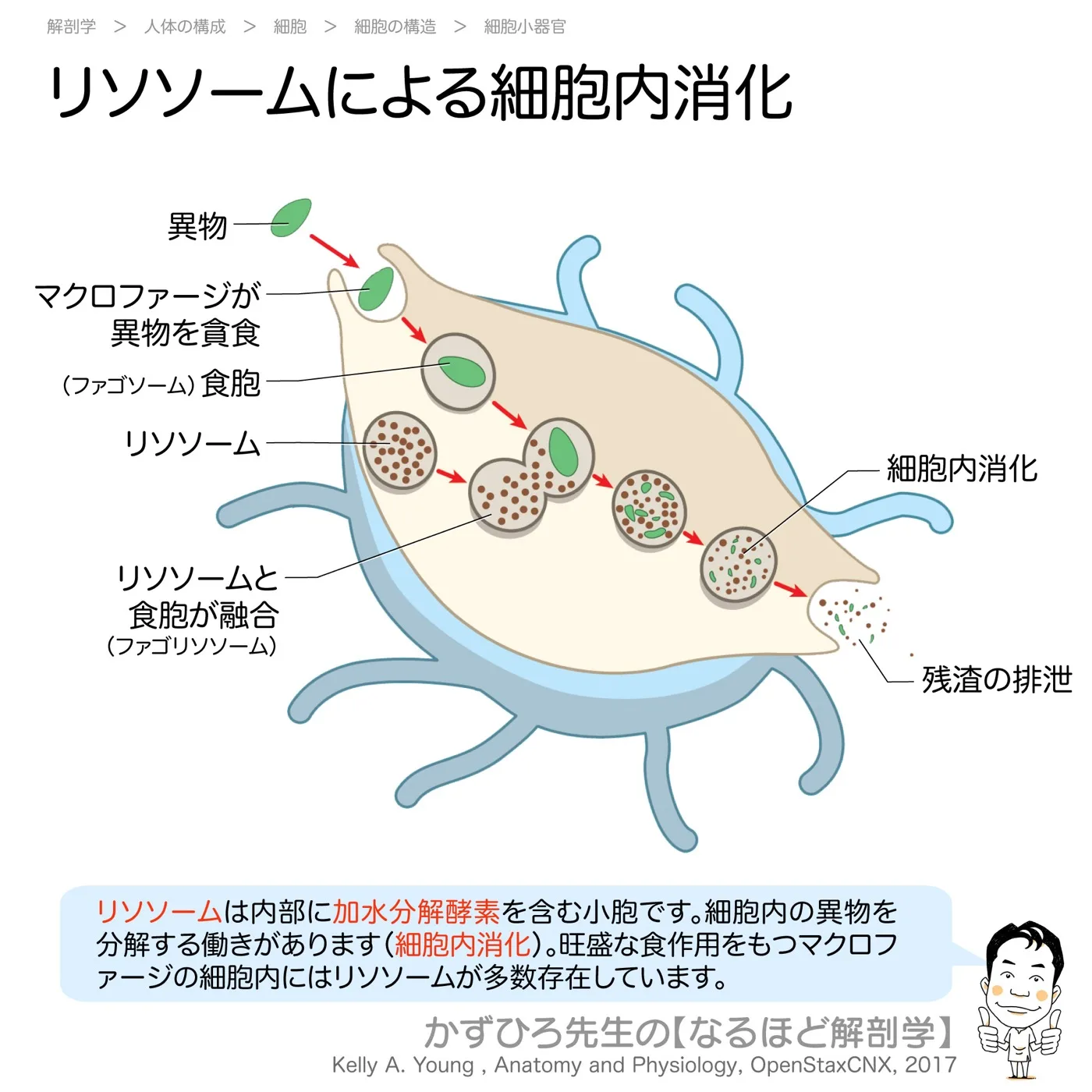 リソソームによる細胞内消化