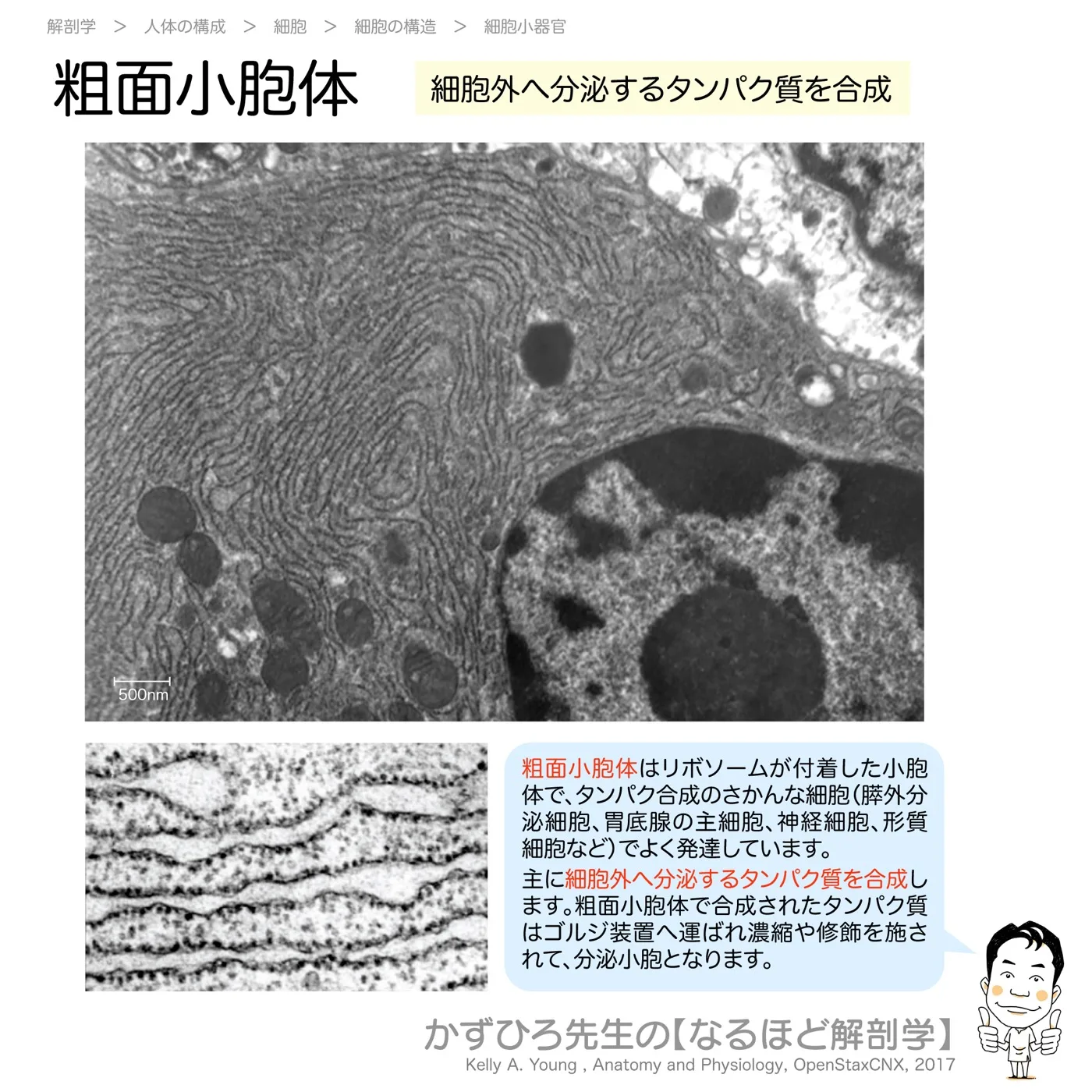 粗面小胞体