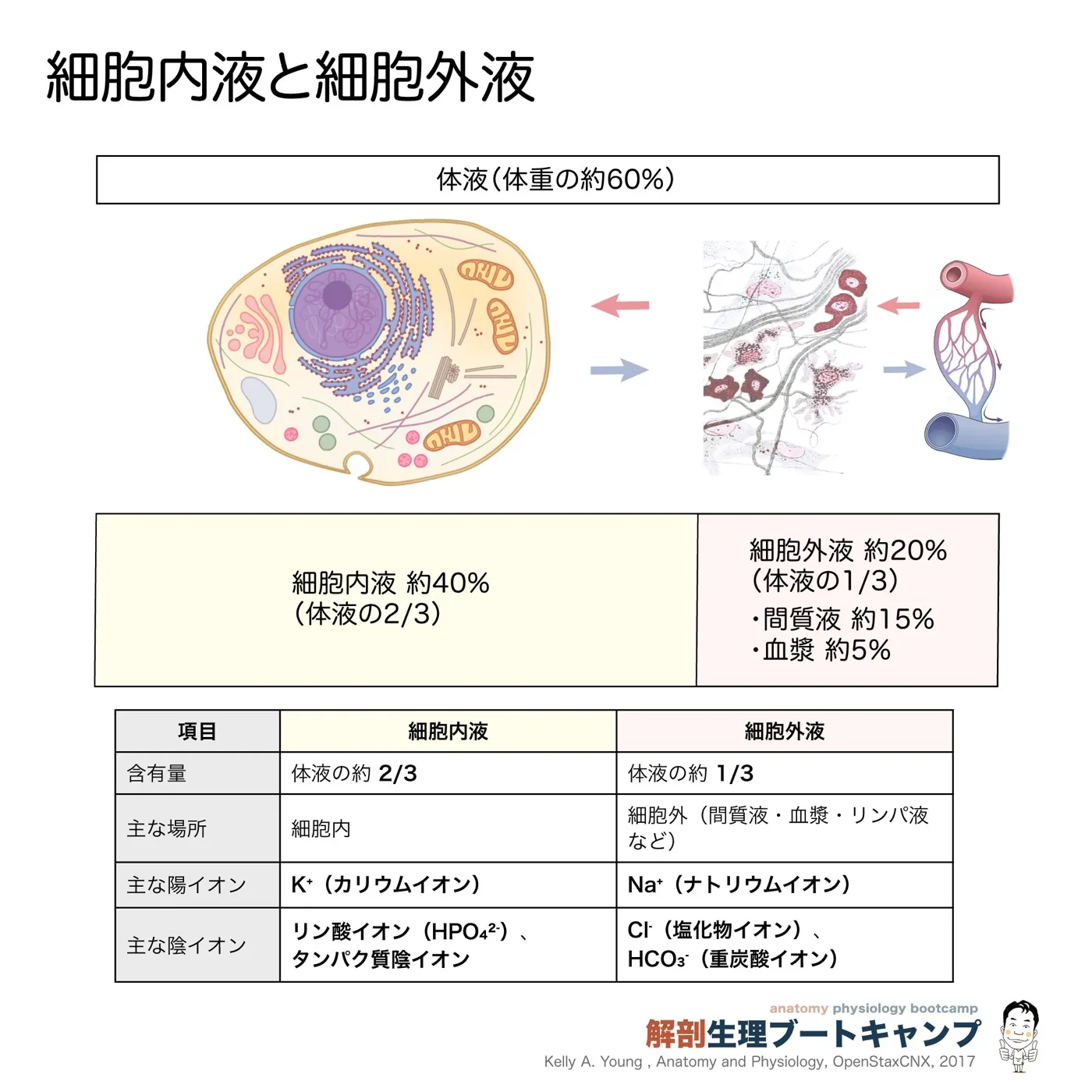 細胞内液と細胞外液
