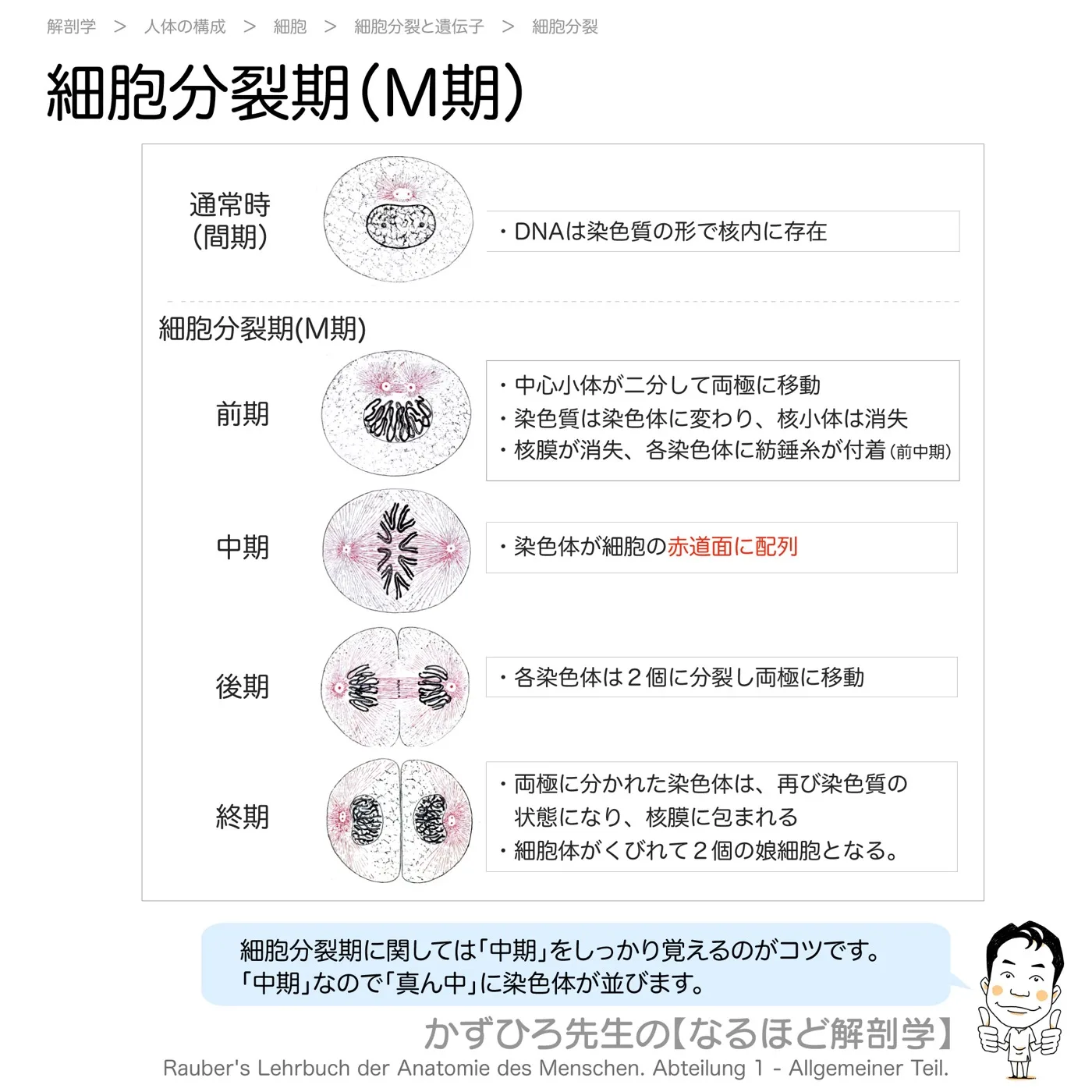 細胞分裂期（M期）