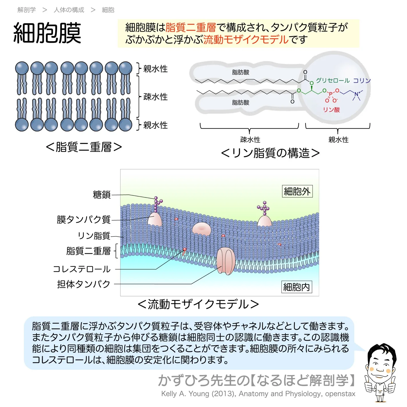 細胞膜