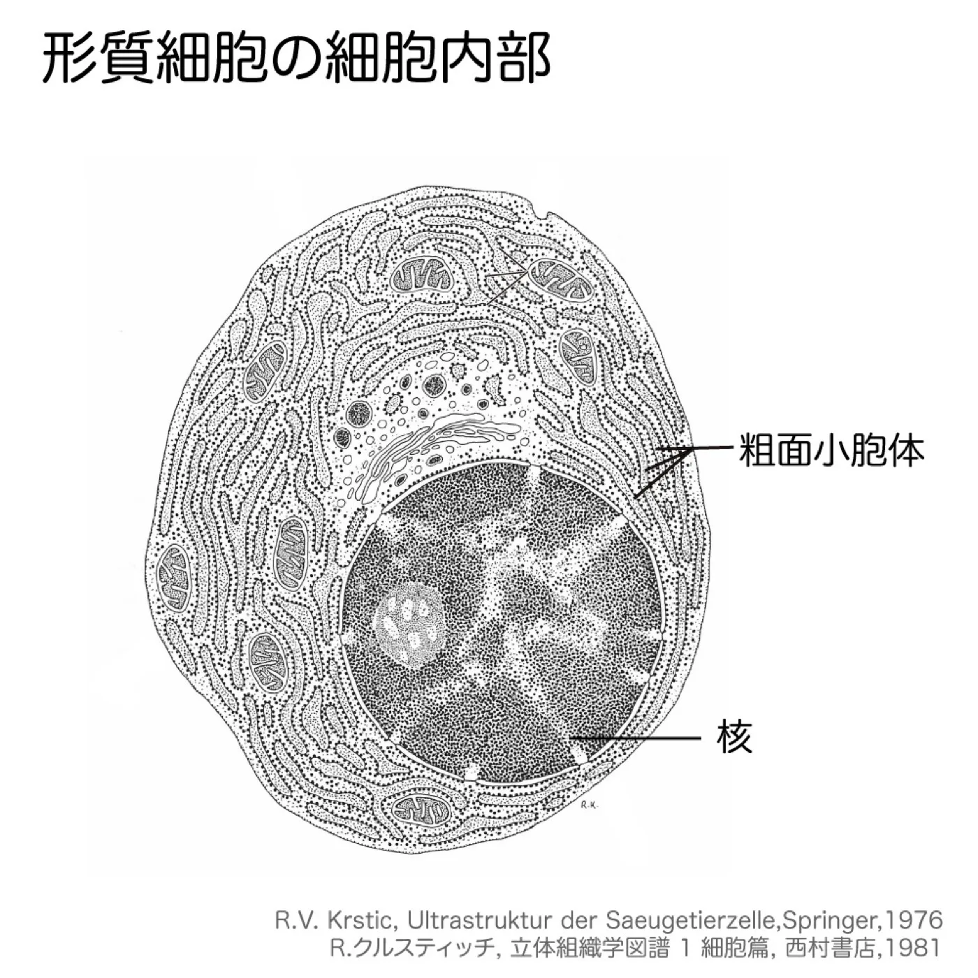 形質細胞（立体図）
