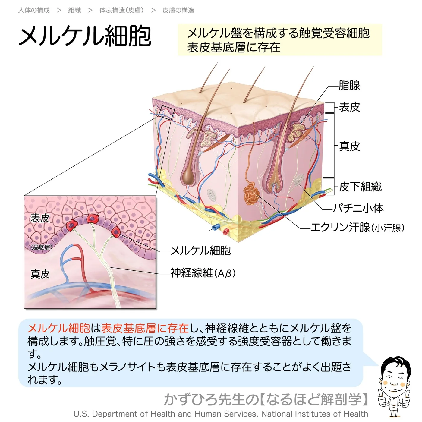 メルケル細胞