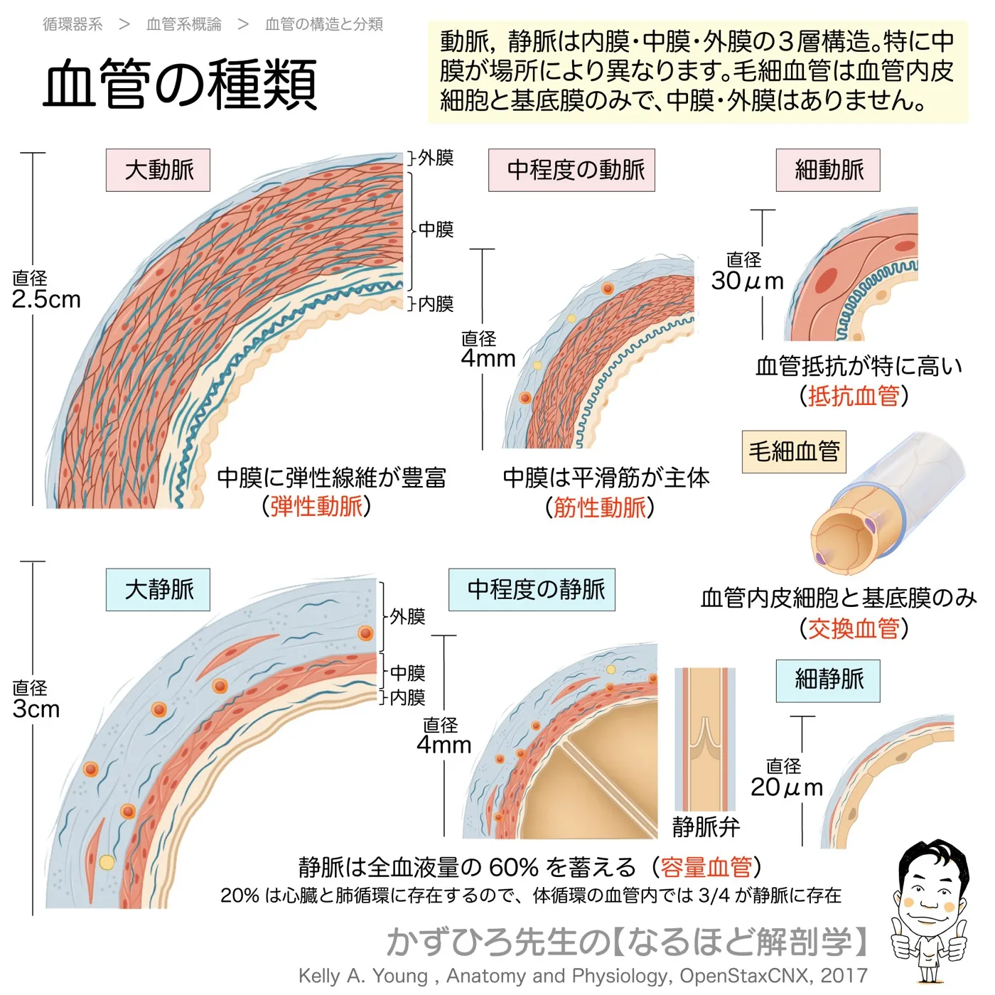 血管の種類