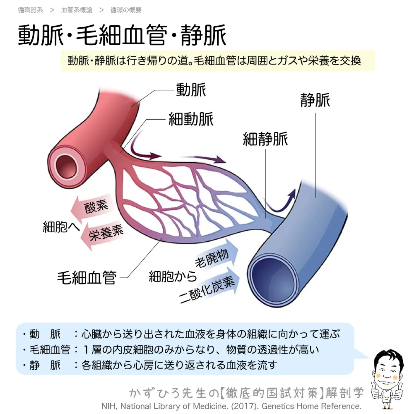 動脈・毛細血管・静脈