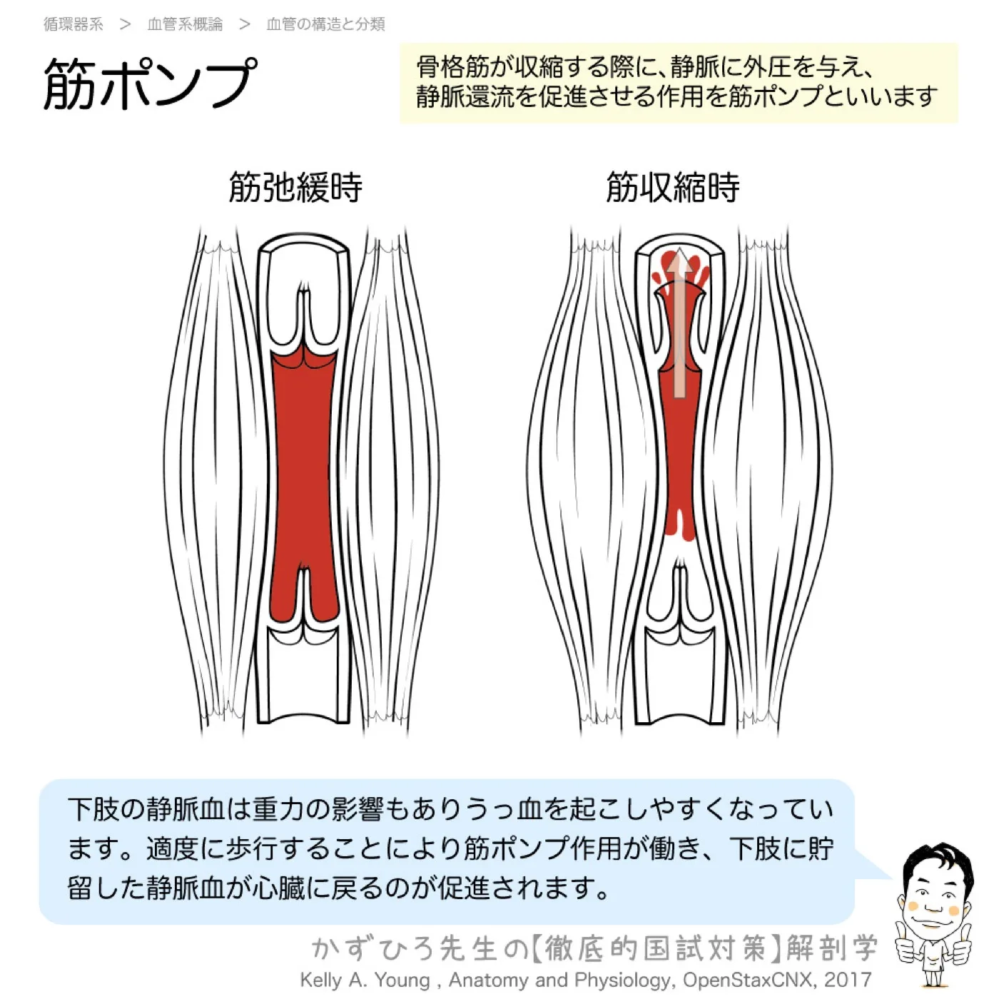 筋ポンプ