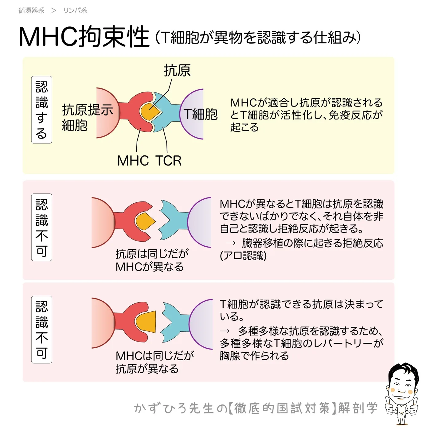 MHC拘束性