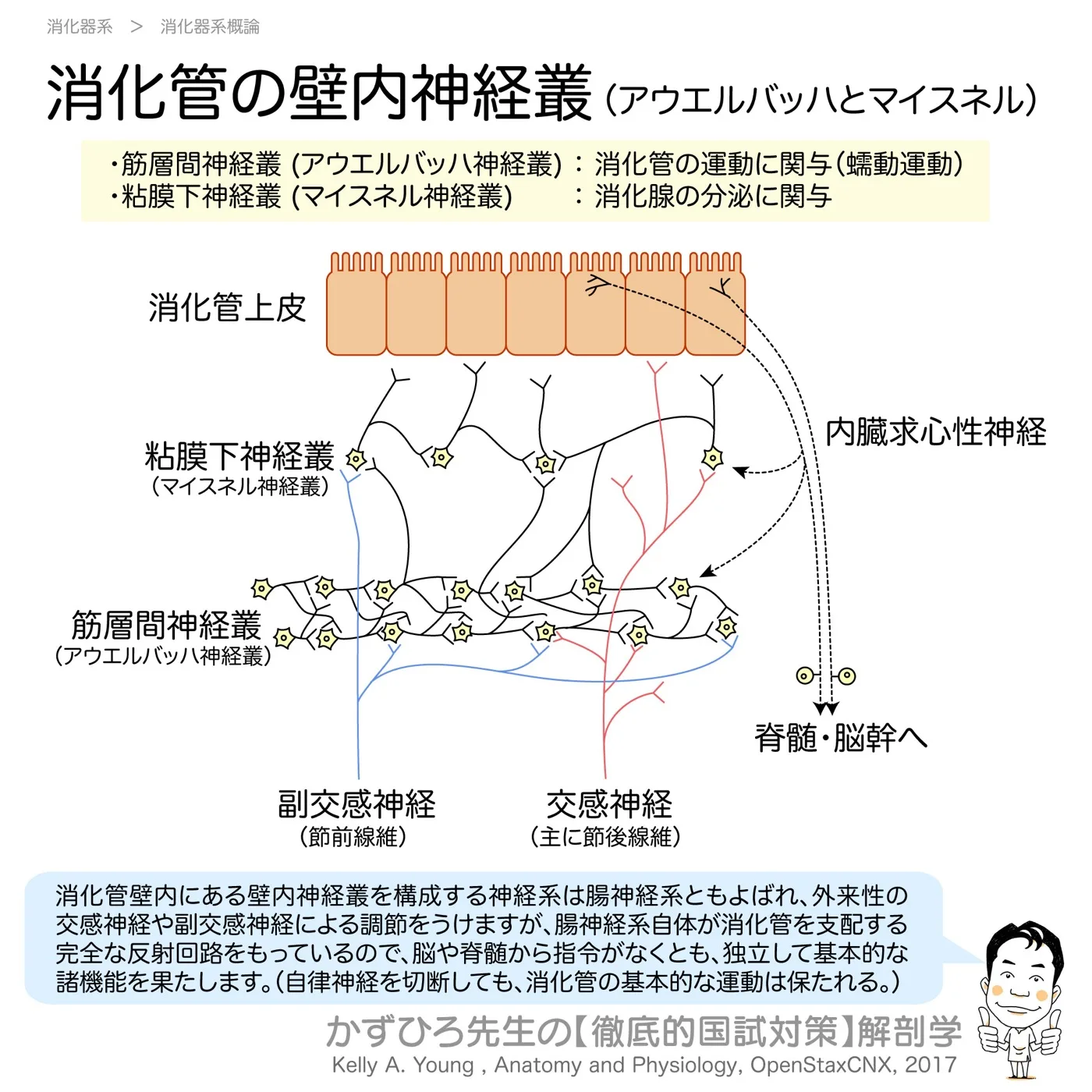 壁内神経叢（アウエルバッハとマイスネル）
