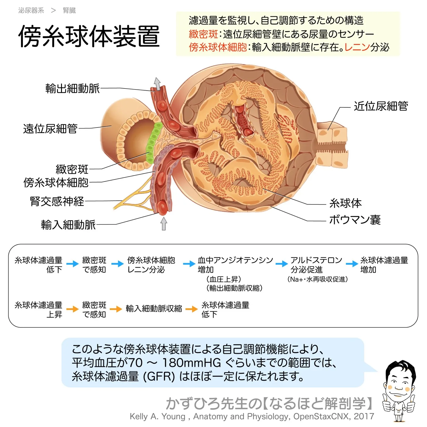 傍糸球体装置