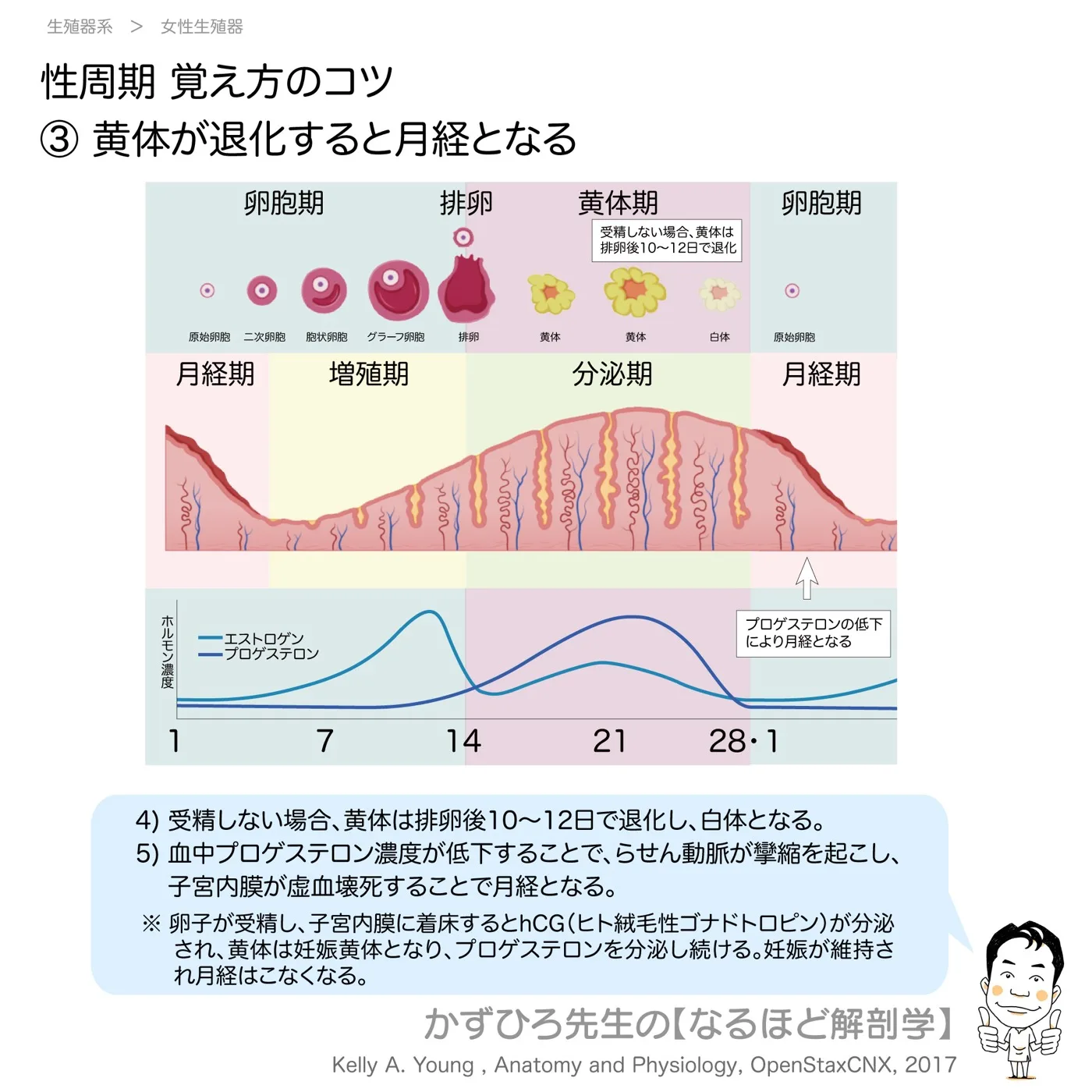 性周期覚え方のコツ-③-黄体が退化すると月経となる