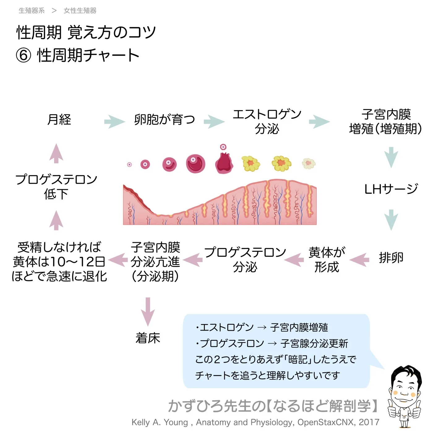 性周期覚え方のコツ-⑥-性周期チャート