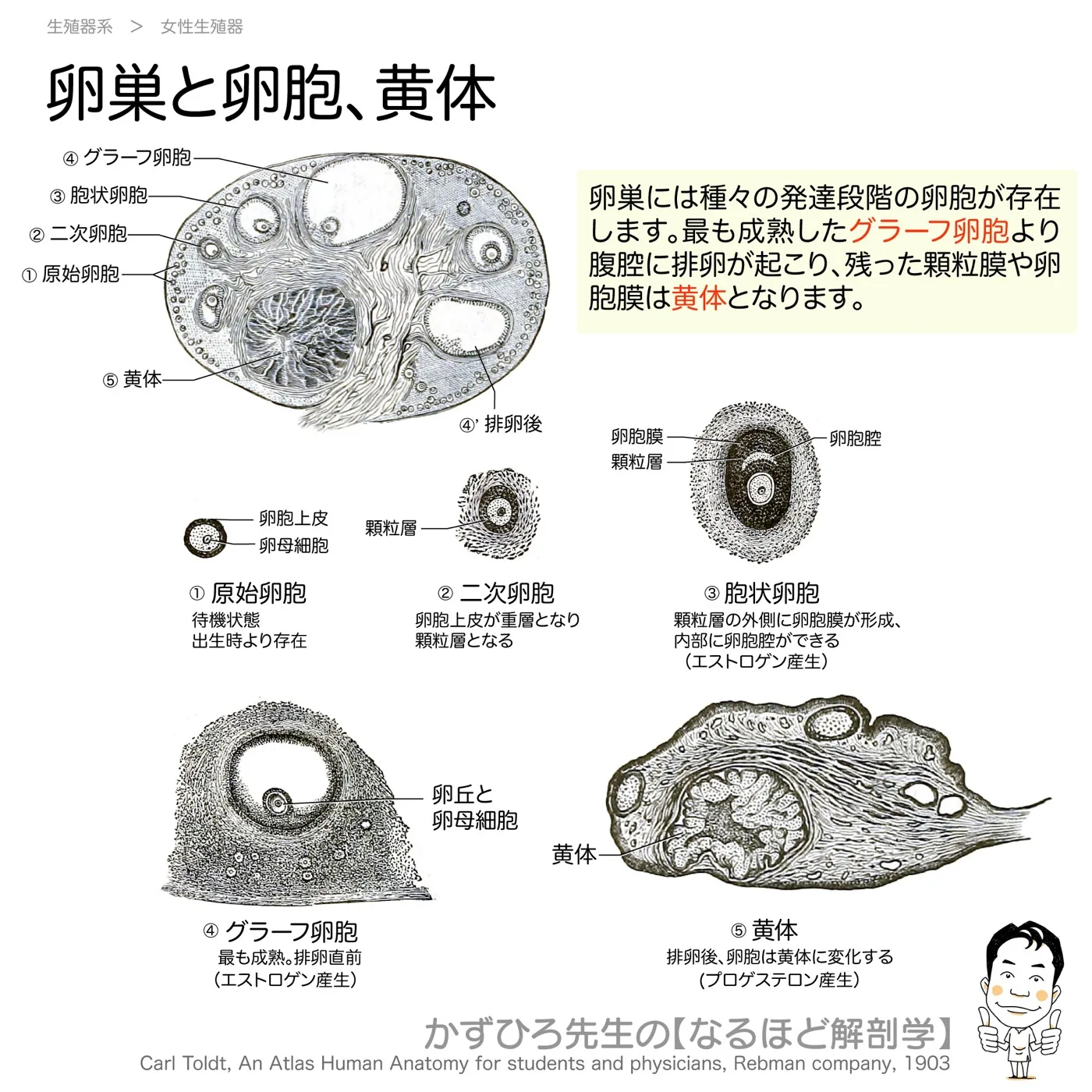 卵巣と卵胞・黄体
