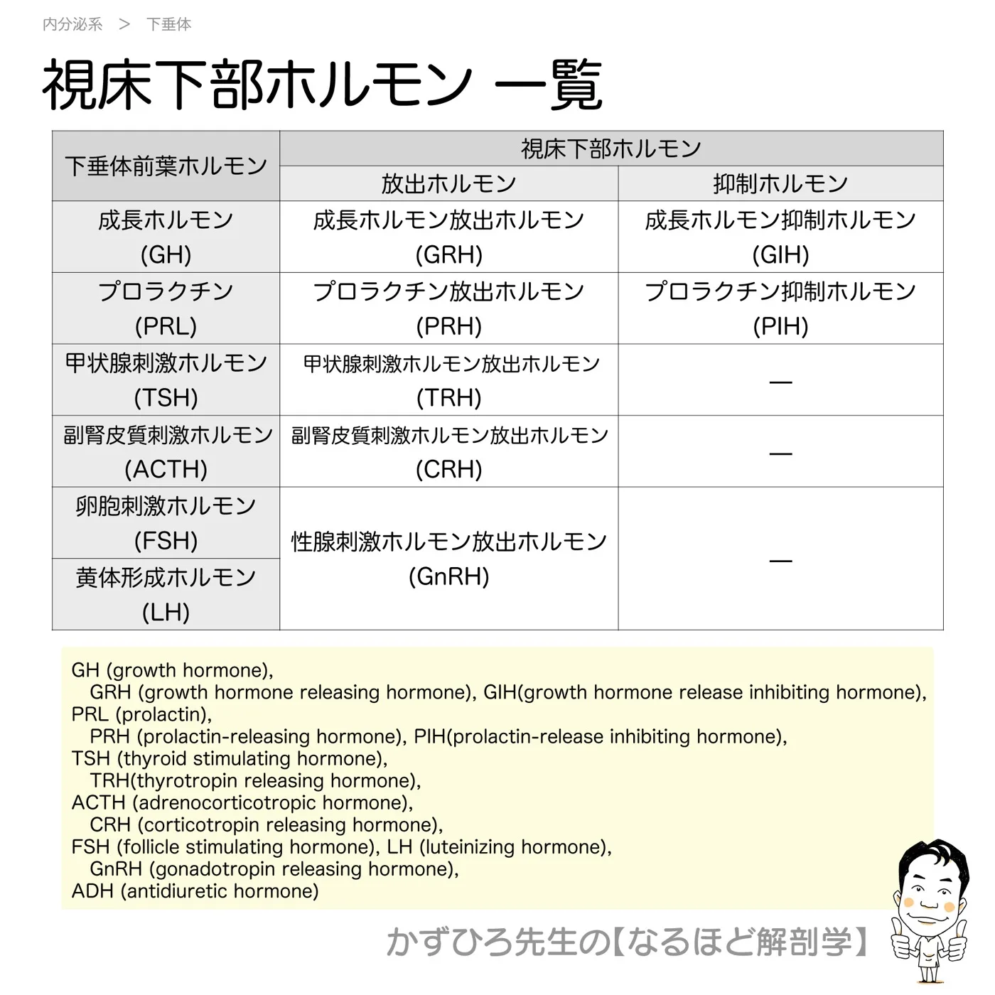 内分泌系-視床下部ホルモン