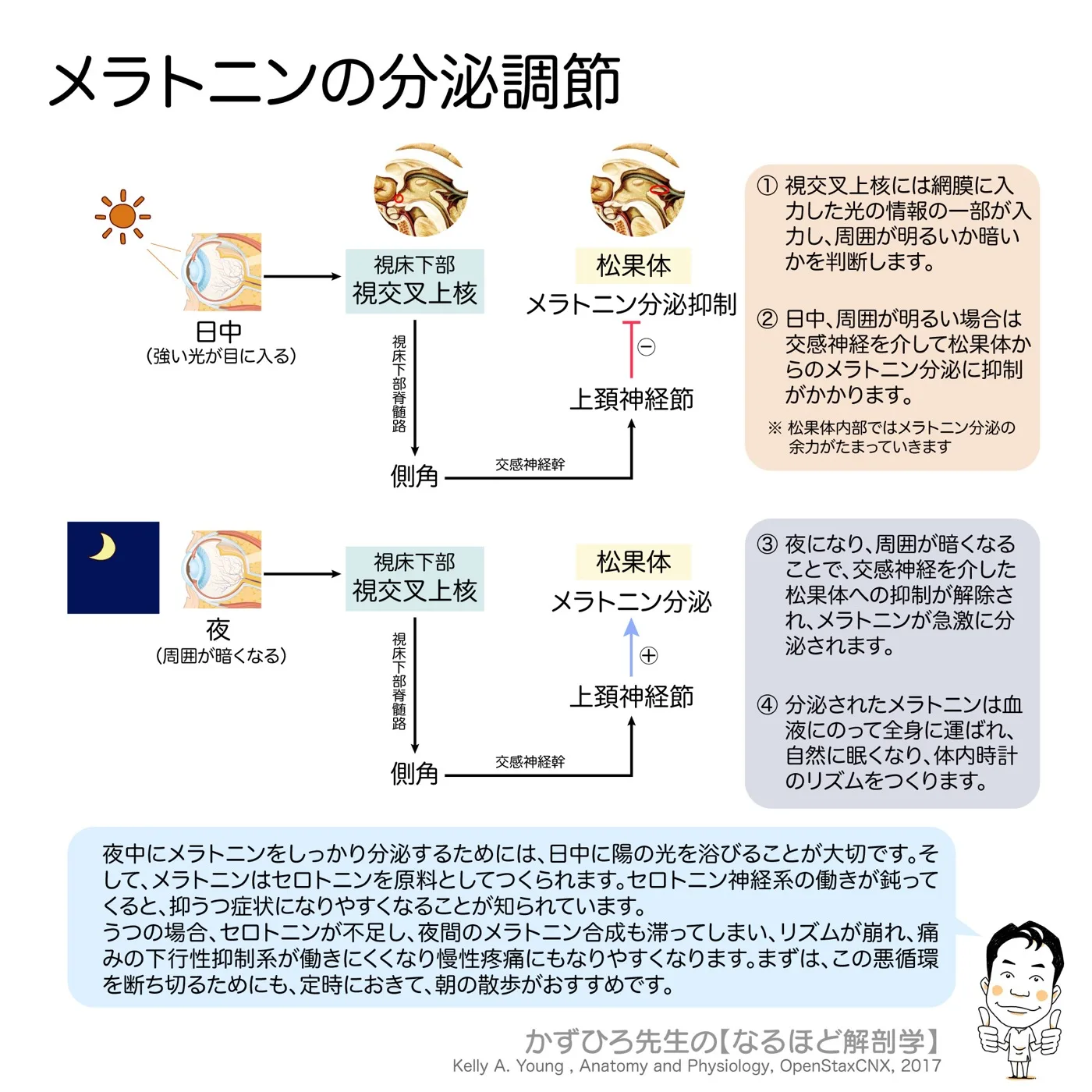 内分泌系-メラトニン