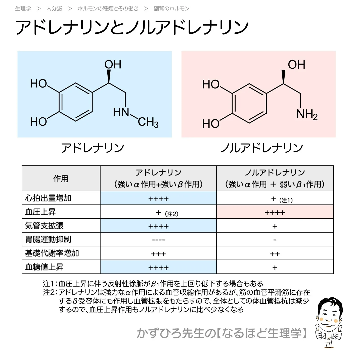 アドレナリンとノルアドレナリン
