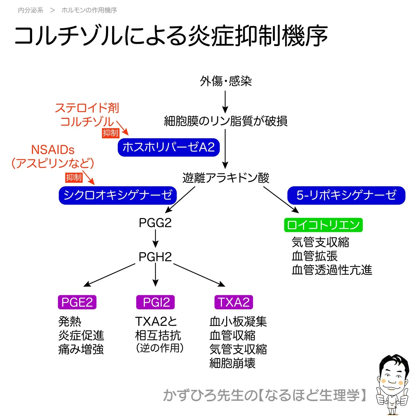 コルチゾルによる炎症抑制機序