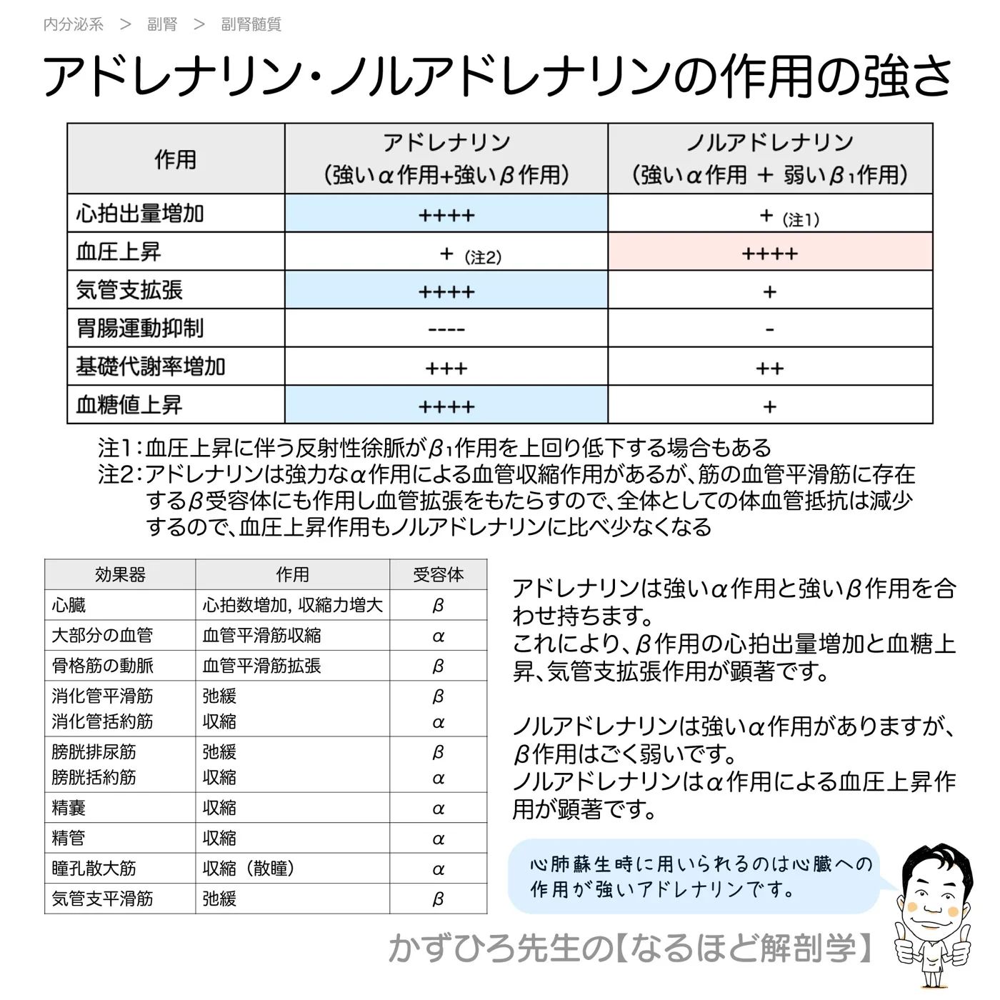 内分泌系-アドレナリン・ノルアドレナリンの作用の強さと受容体