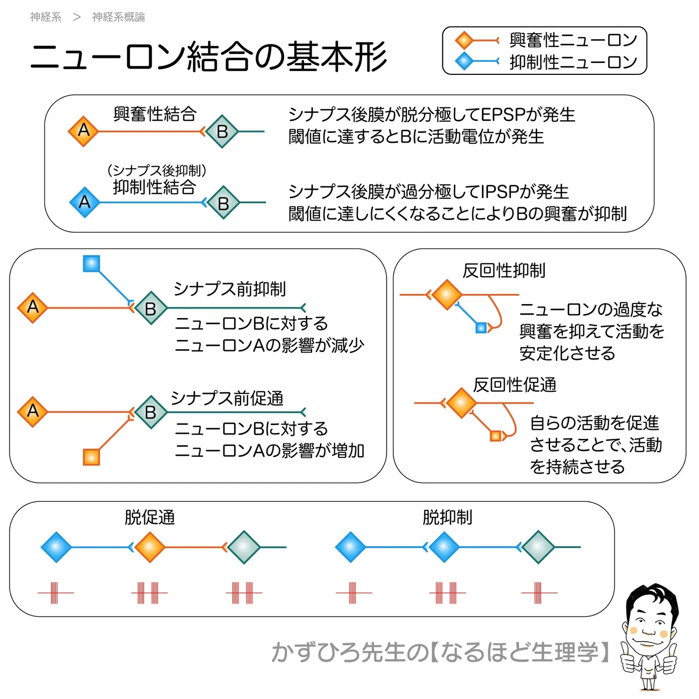 ニューロン連鎖