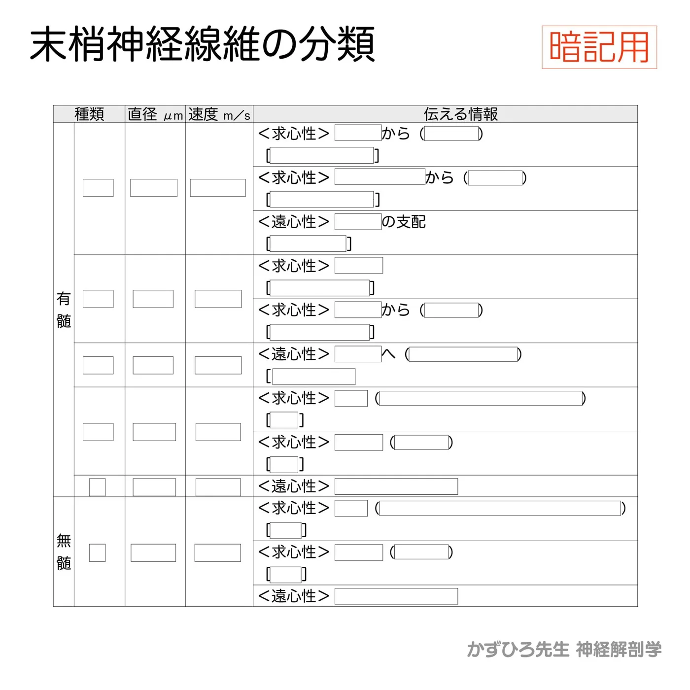 末梢神経線維の分類（暗記用）