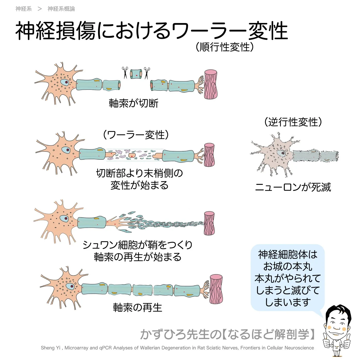 神経系-神経の変性