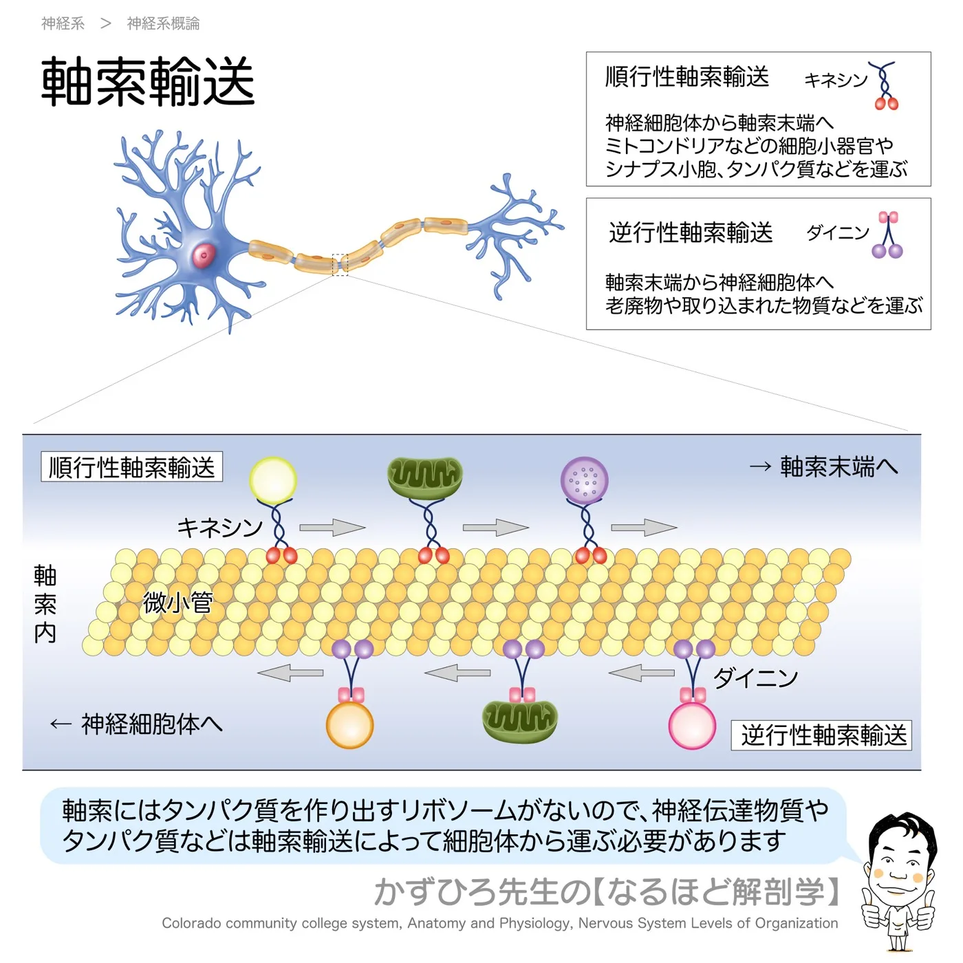 神経系-軸索輸送