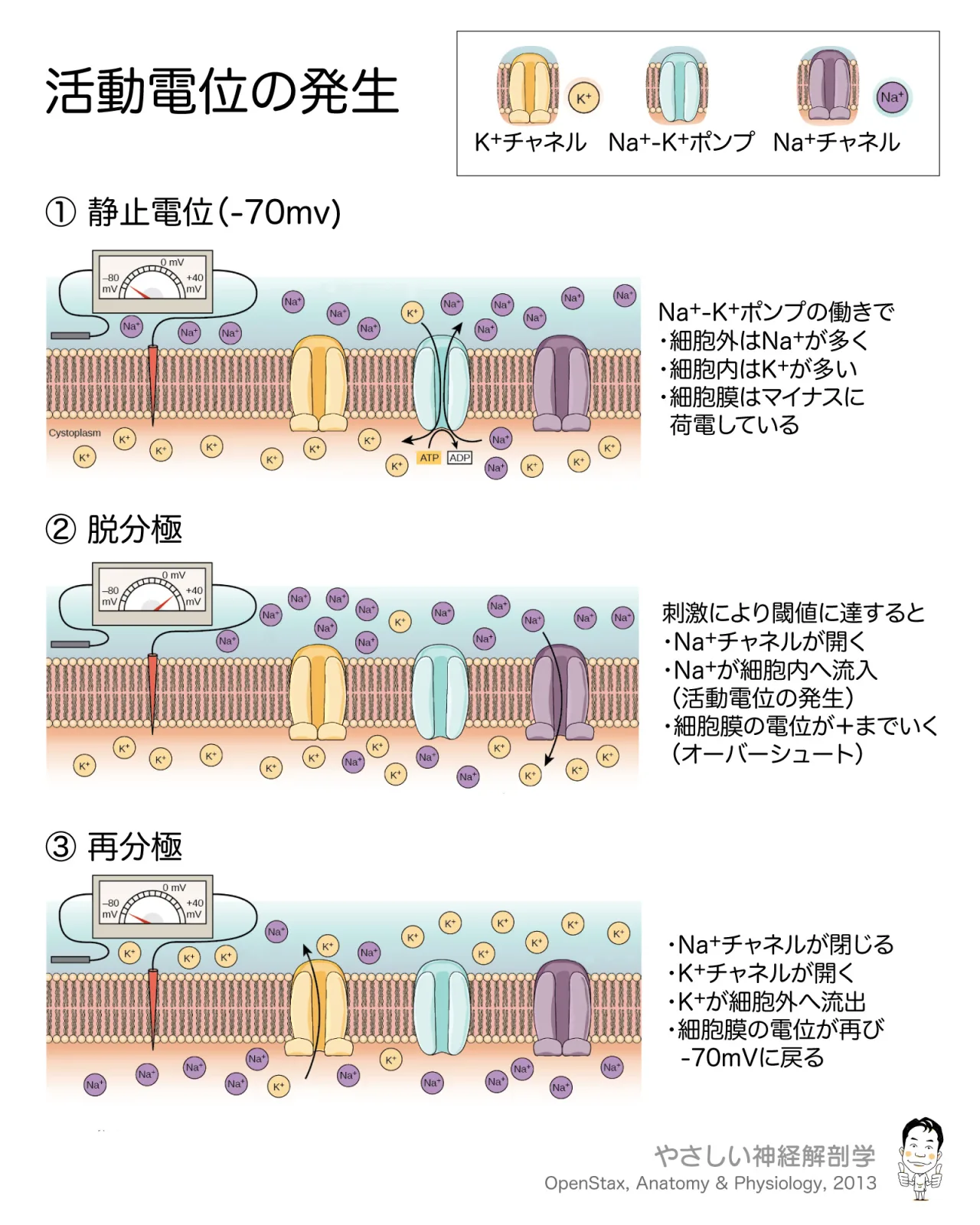 活動電位の発生
