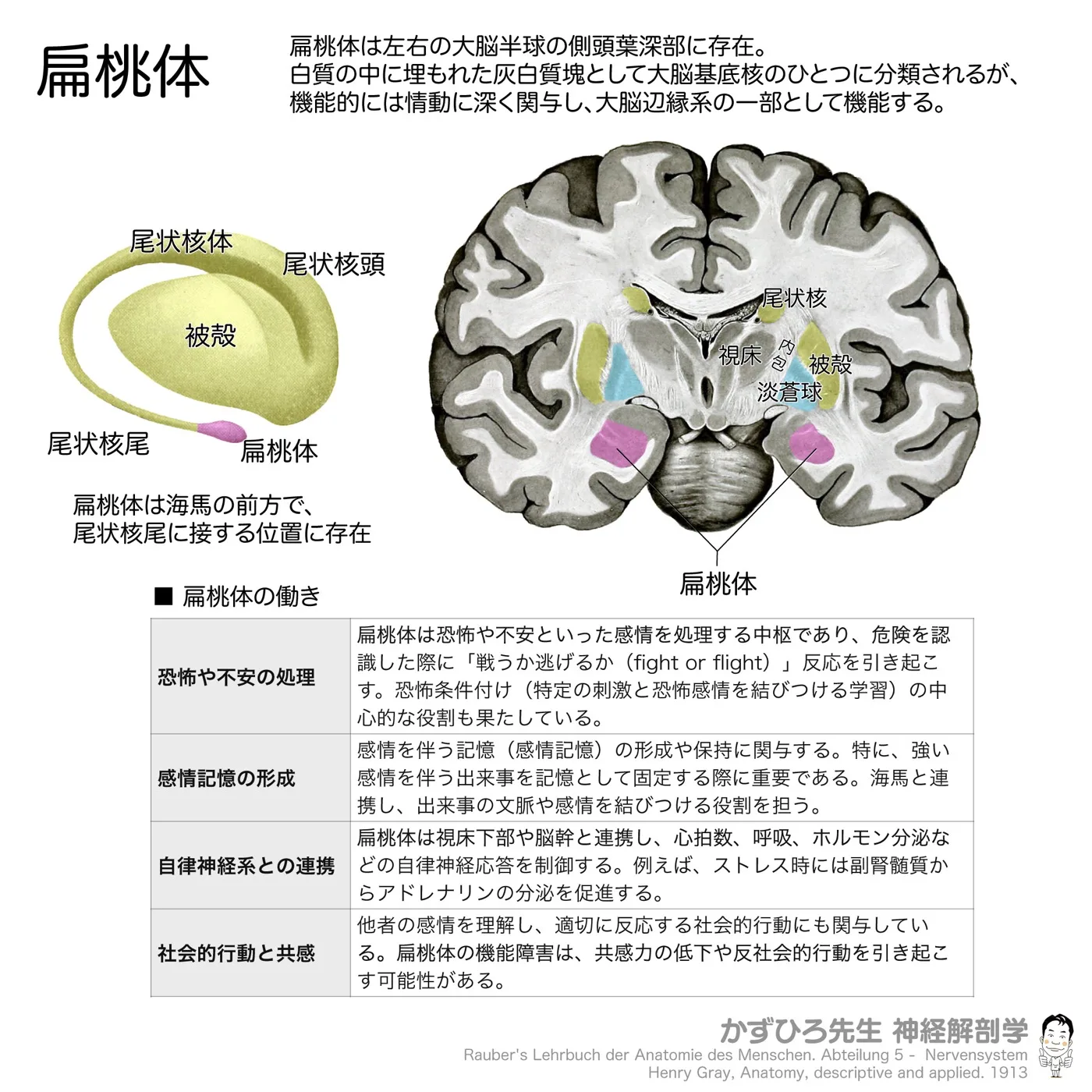 扁桃体