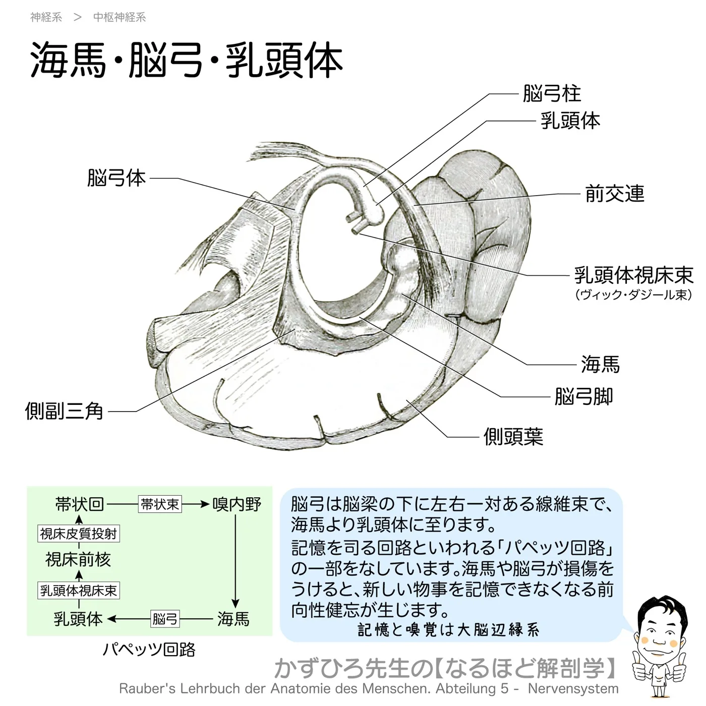 神経系-海馬・脳弓・乳頭体