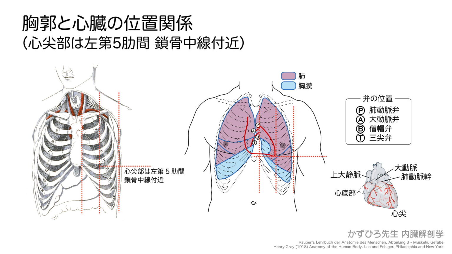胸郭と心臓の位置関係（心尖部は左第5肋間-鎖骨中線付近） – AHQS