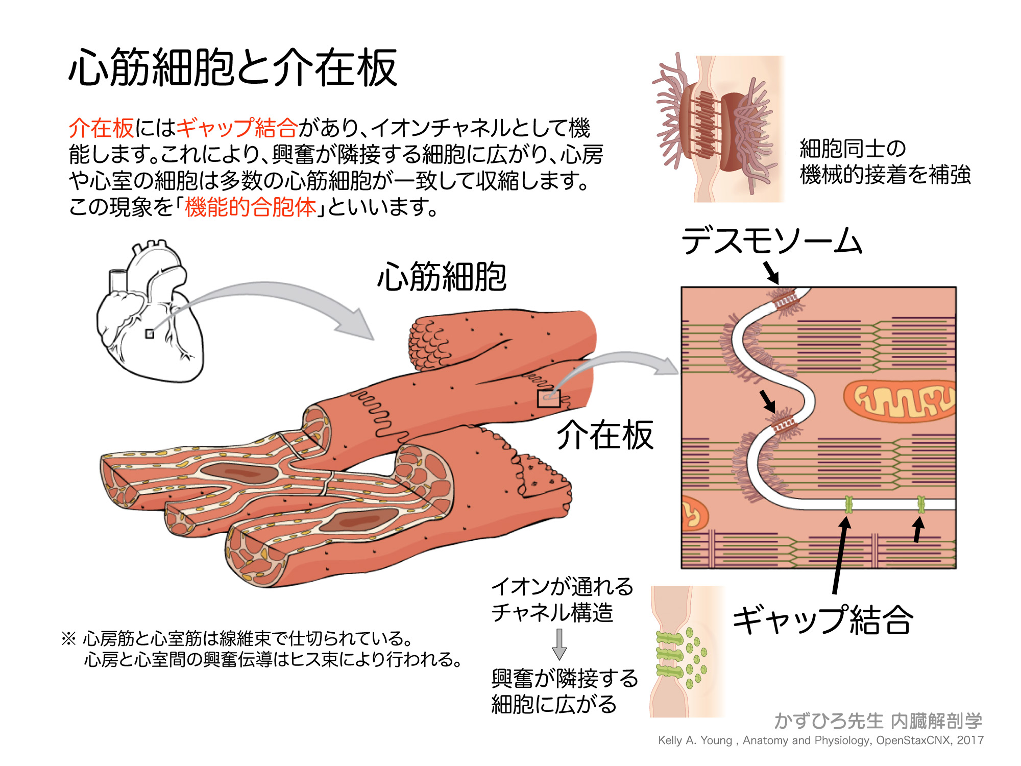 心筋細胞と介在板