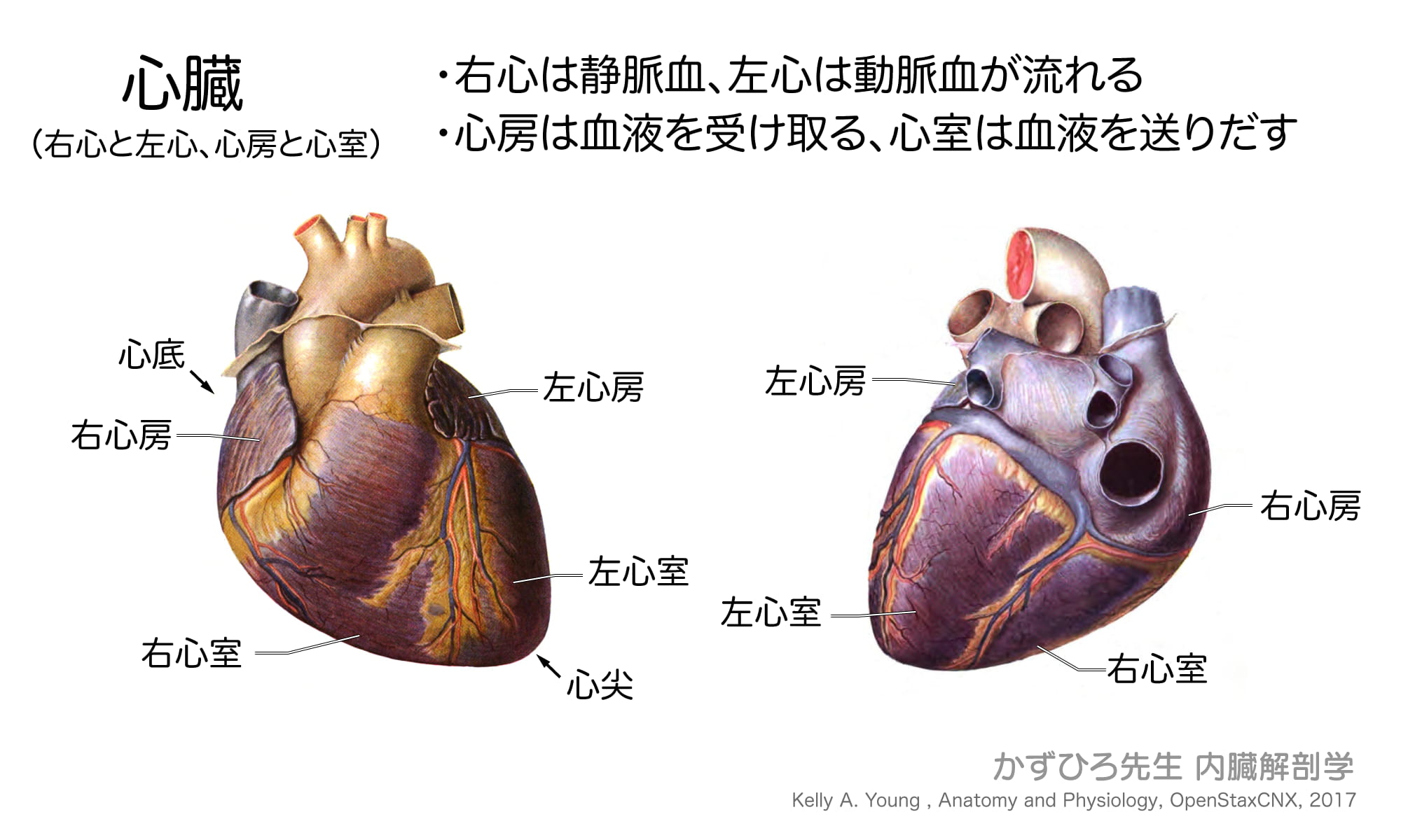 心臓（右心と左心、心房と心室）