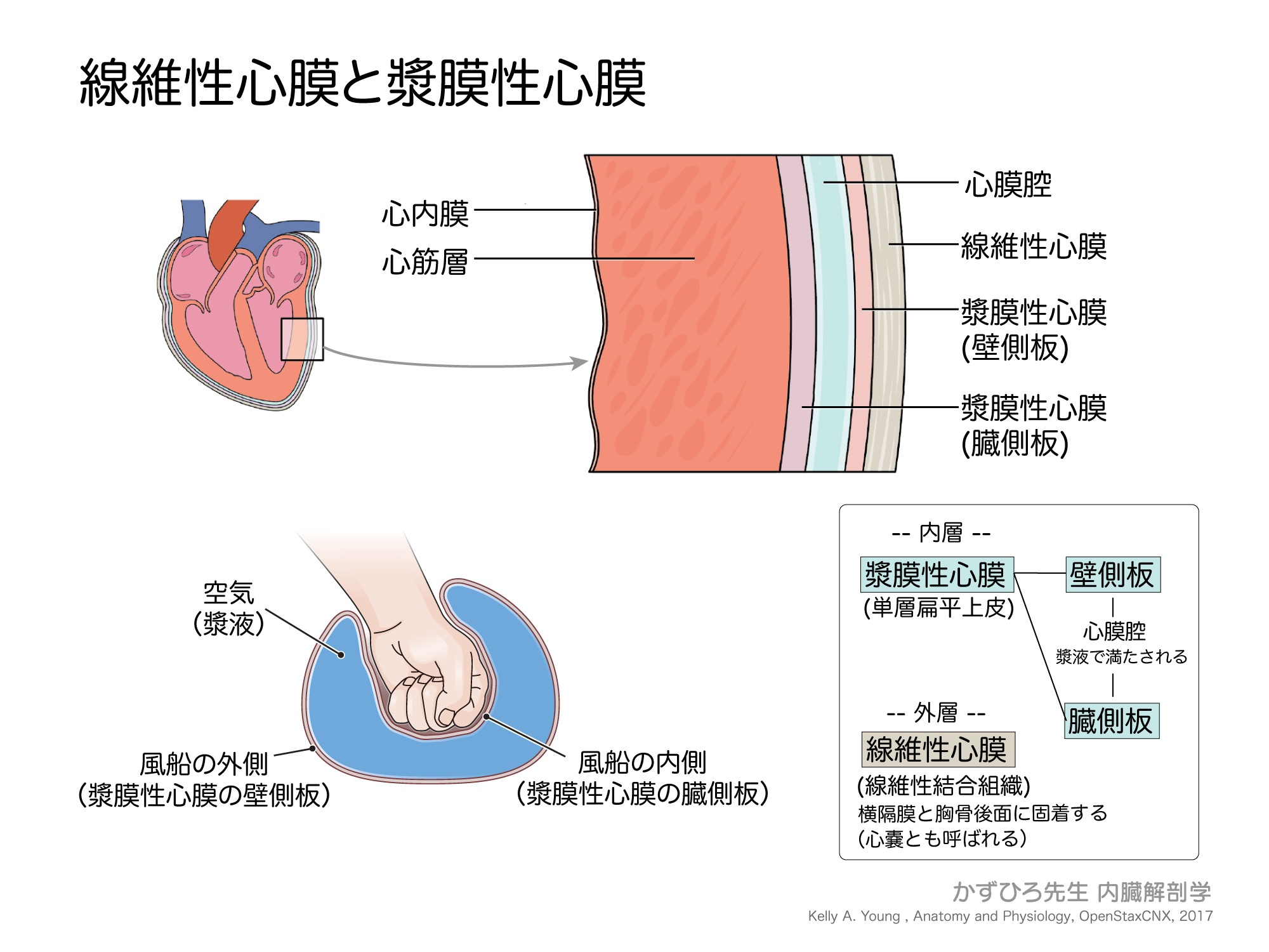 線維性心膜と漿膜性心膜