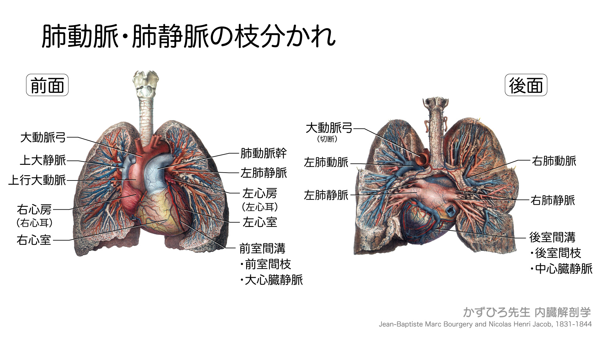 肺動脈・肺静脈の枝分かれ