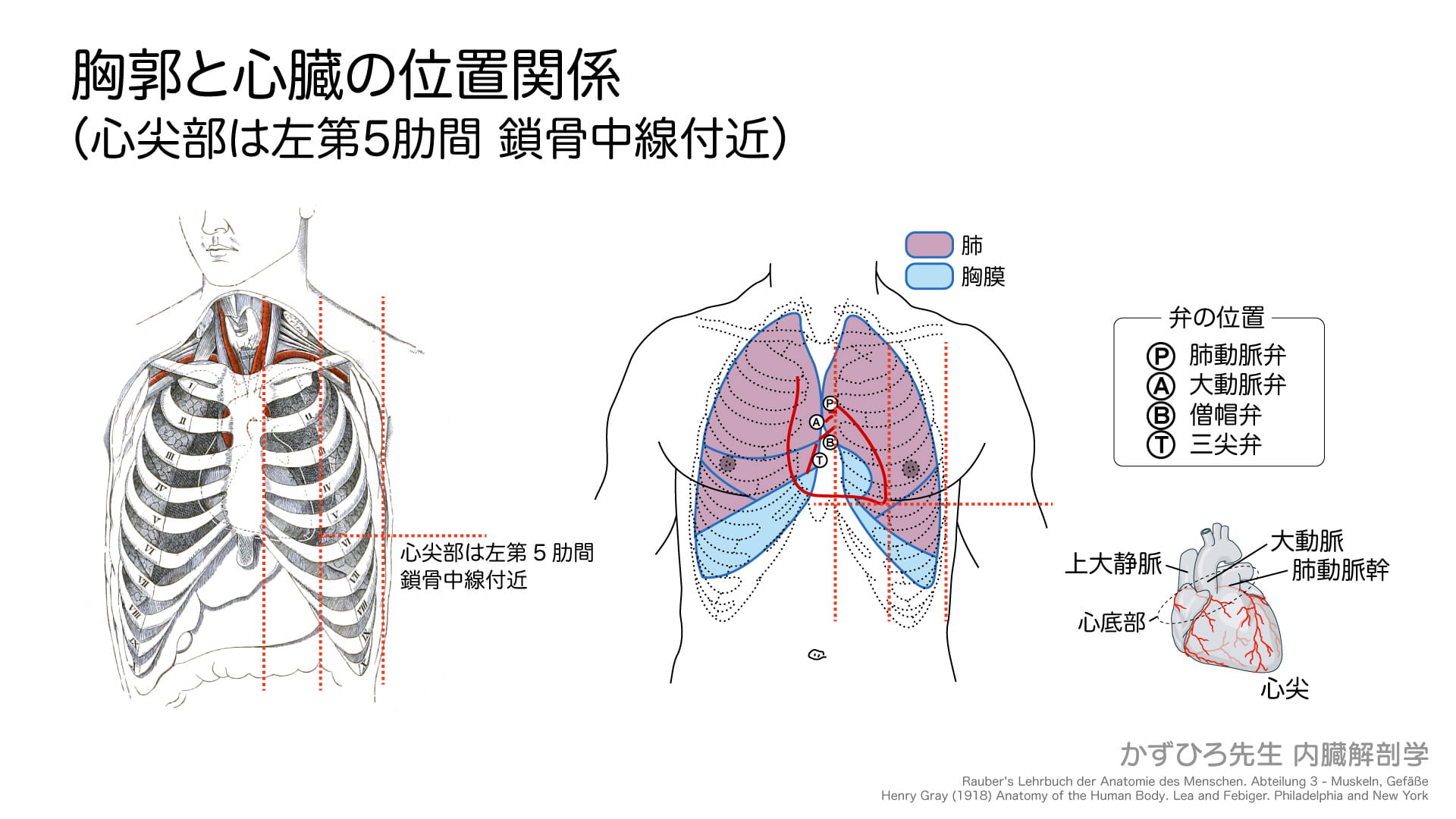 胸郭と心臓の位置関係（心尖部は左第5肋間-鎖骨中線付近）