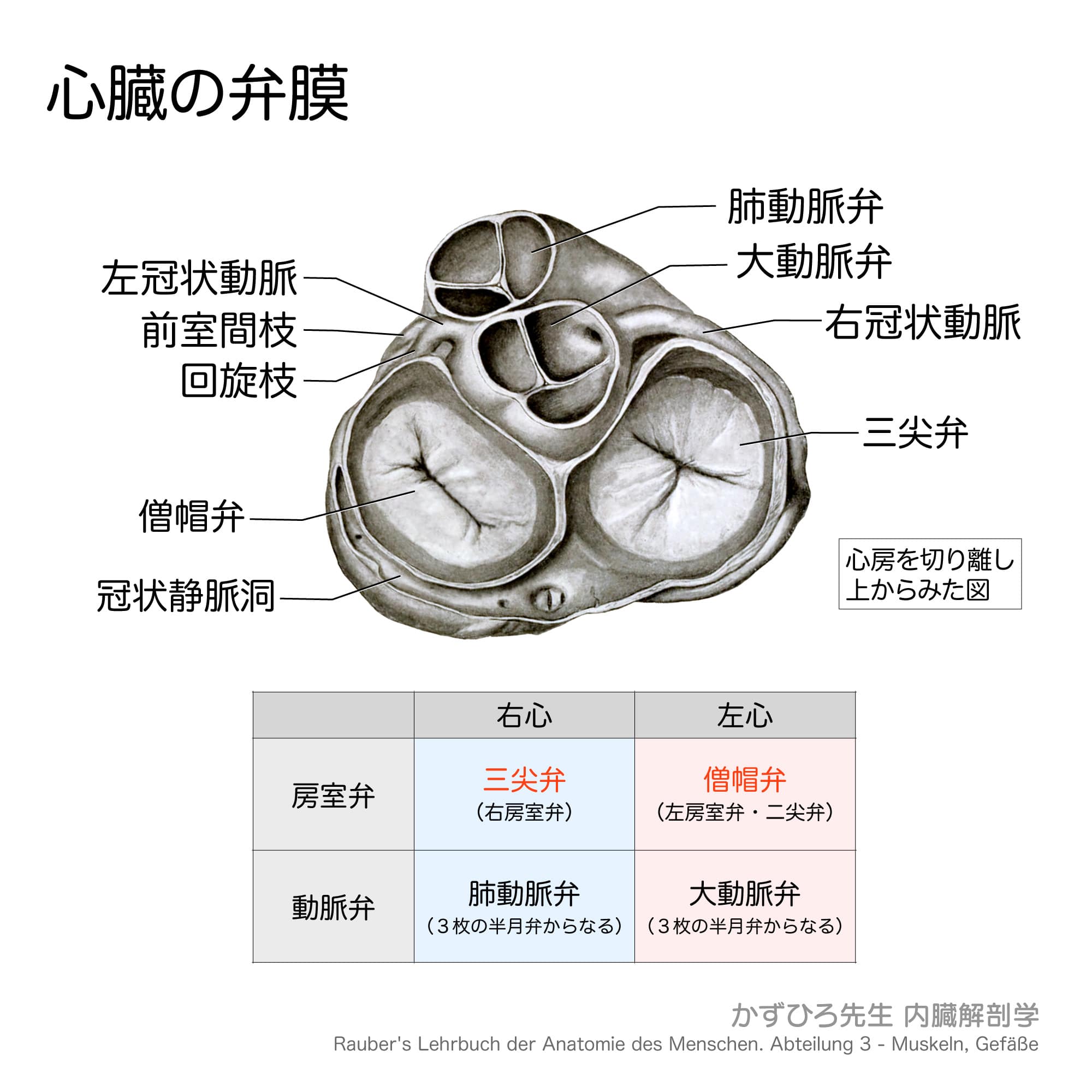 心臓の弁膜 | AHQS