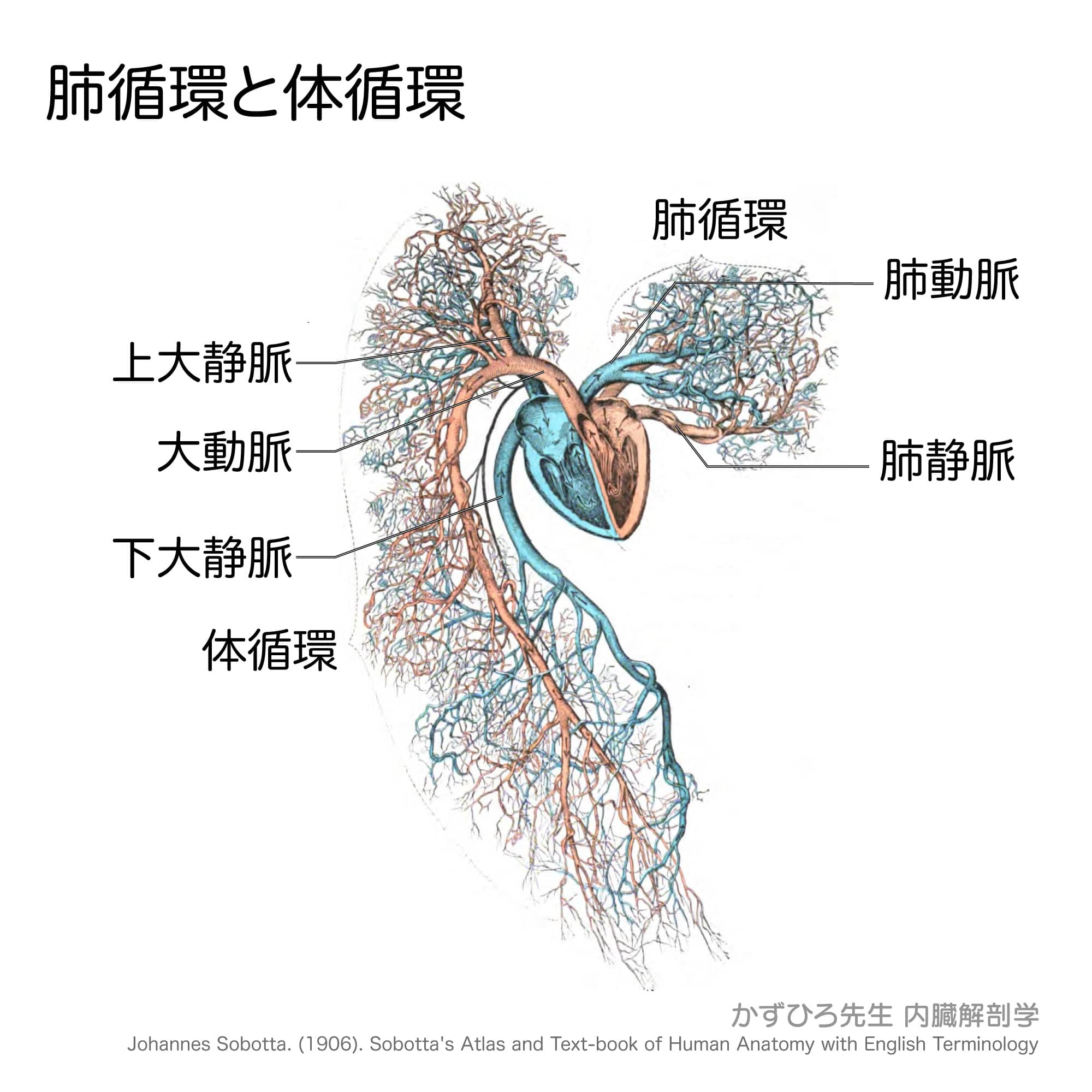 体循環と肺循環