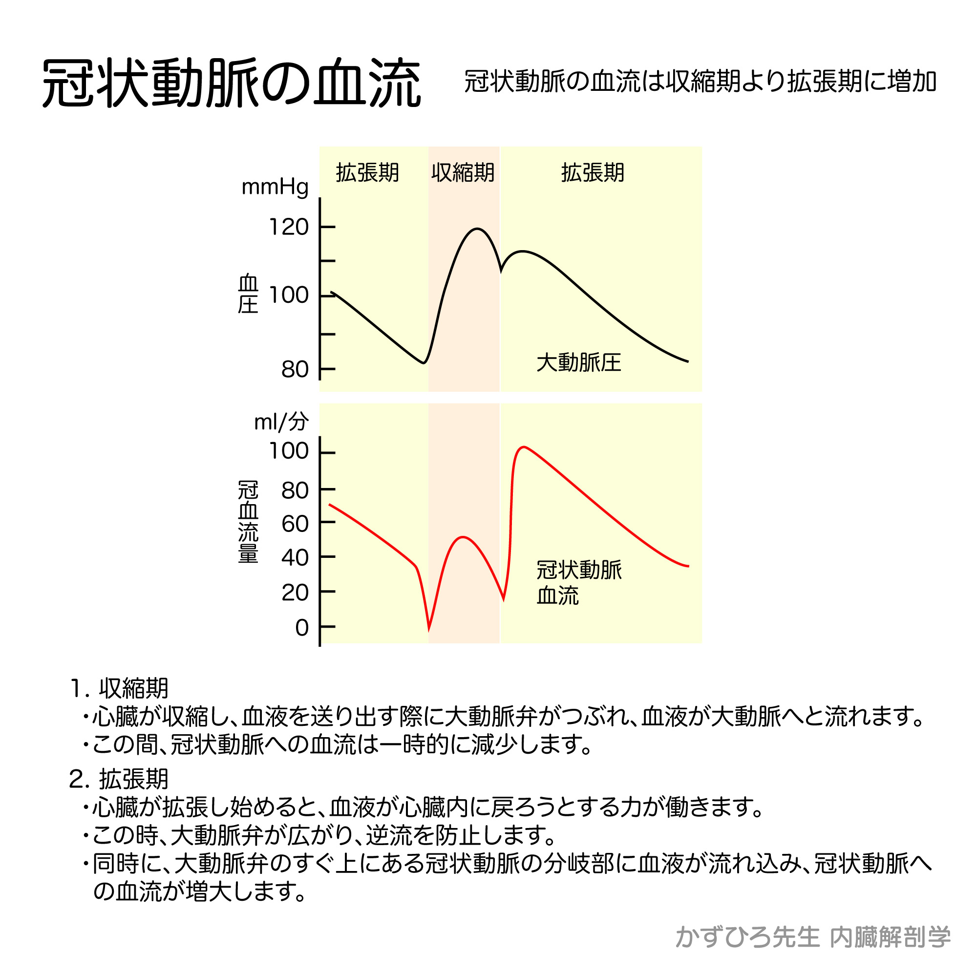 冠状動脈の血流は拡張期初期に増加